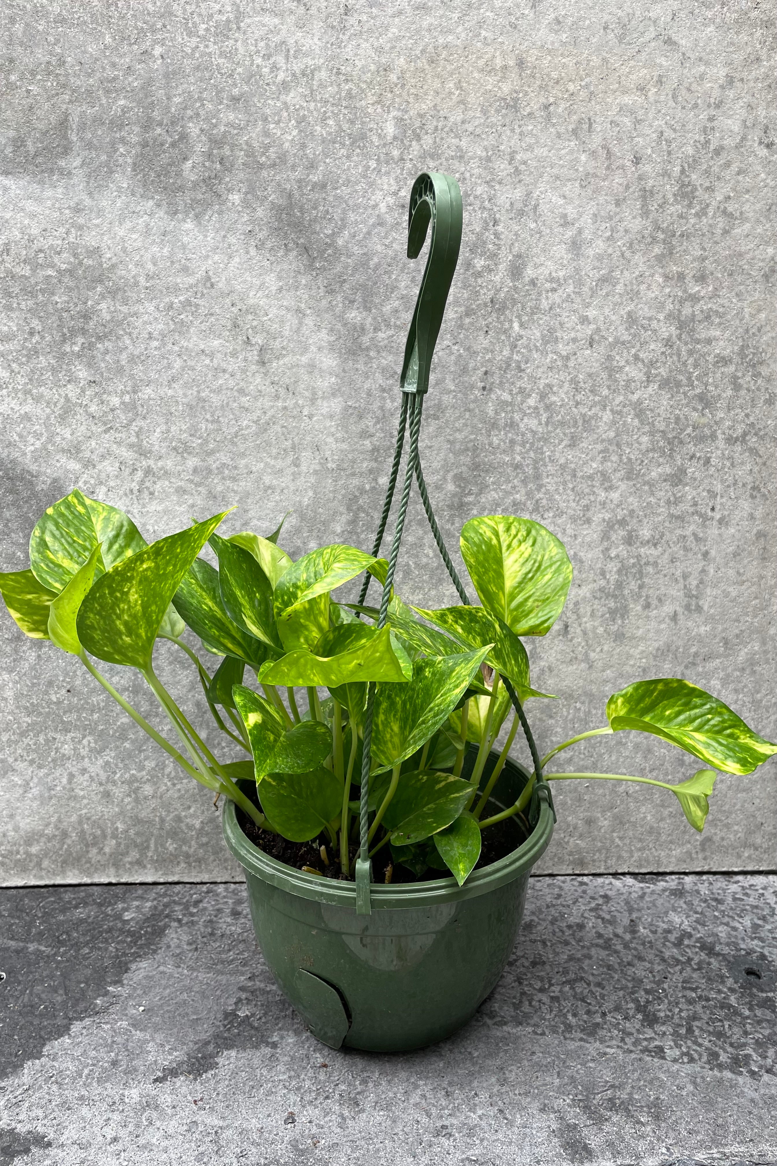 Epipremnum aureum 'Golden' pothos in hanging grow pot in front of grey background