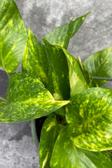 Close up of Epipremnum aureum 'Golden' leaves