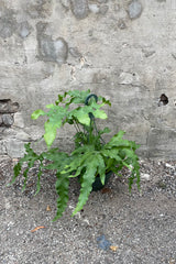 Polypodium aureum "Blue Star Fern" in grow pot in front of concrete wall