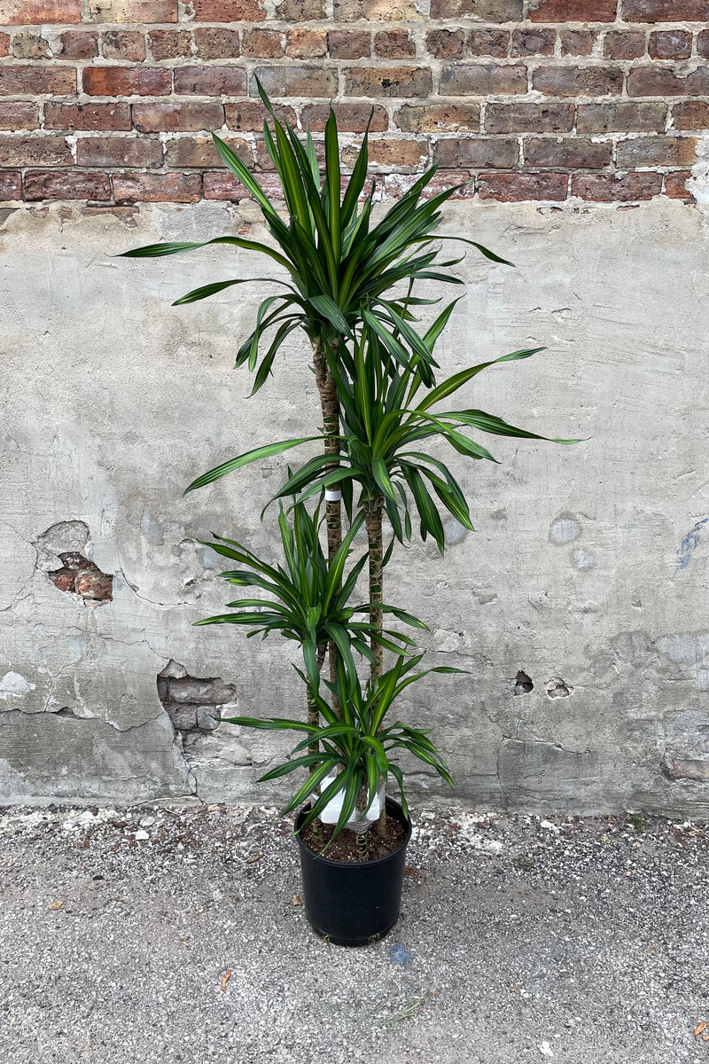 Dracaena deremensis 'Rikki' canes in grow pot in front of concrete wall