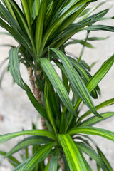 Close up of Dracaena deremensis 'Rikki' leaves
