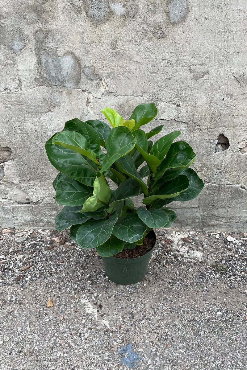 Ficus lyrata "Little Fiddle" in grow pot in front of concrete wall