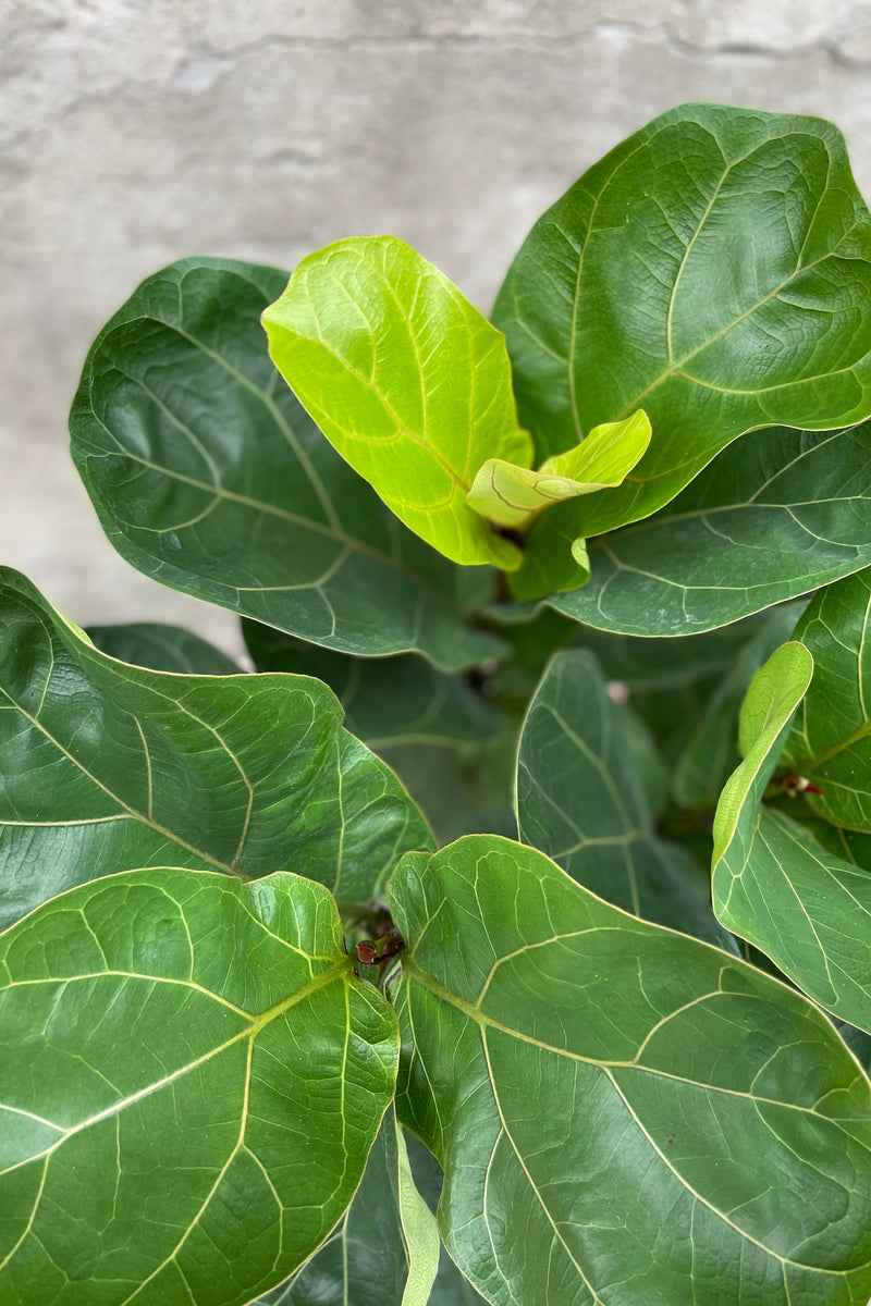 Close up of Ficus lyrata "Little Fiddle" leaves