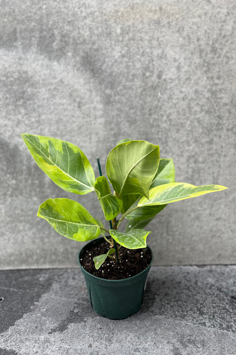 Ficus altissima 'Golden Gem' in grow pot in front of grey background
