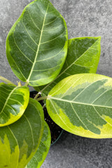 Close up of Ficus altissima 'Golden Gem' leaves