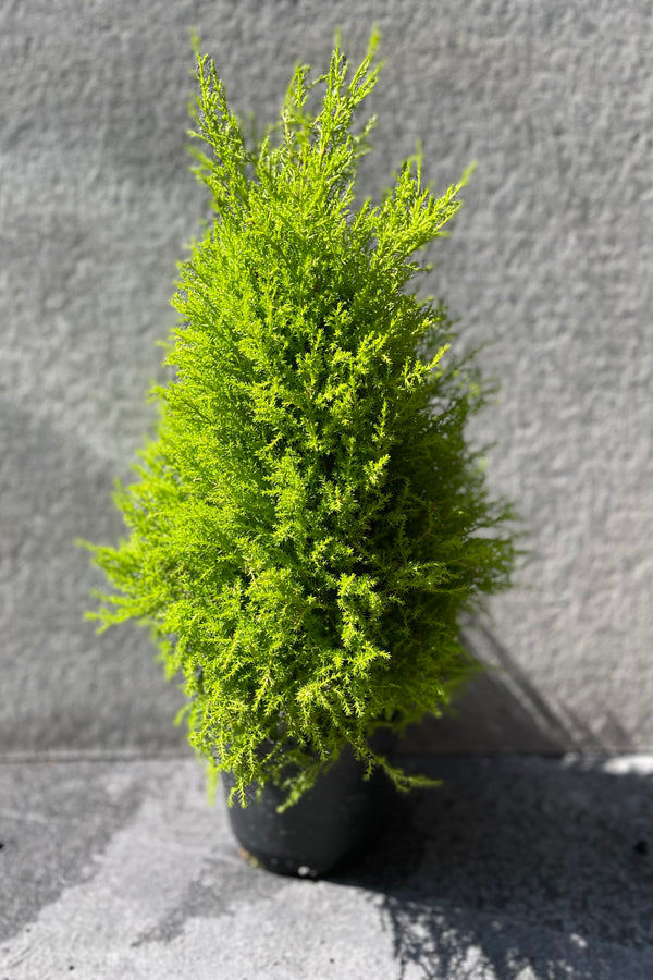 Cypress 'Gold Crest' 6"