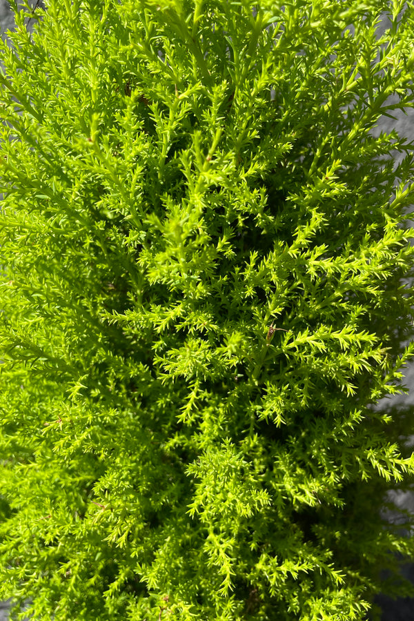 Cypress 'Gold Crest' 6"