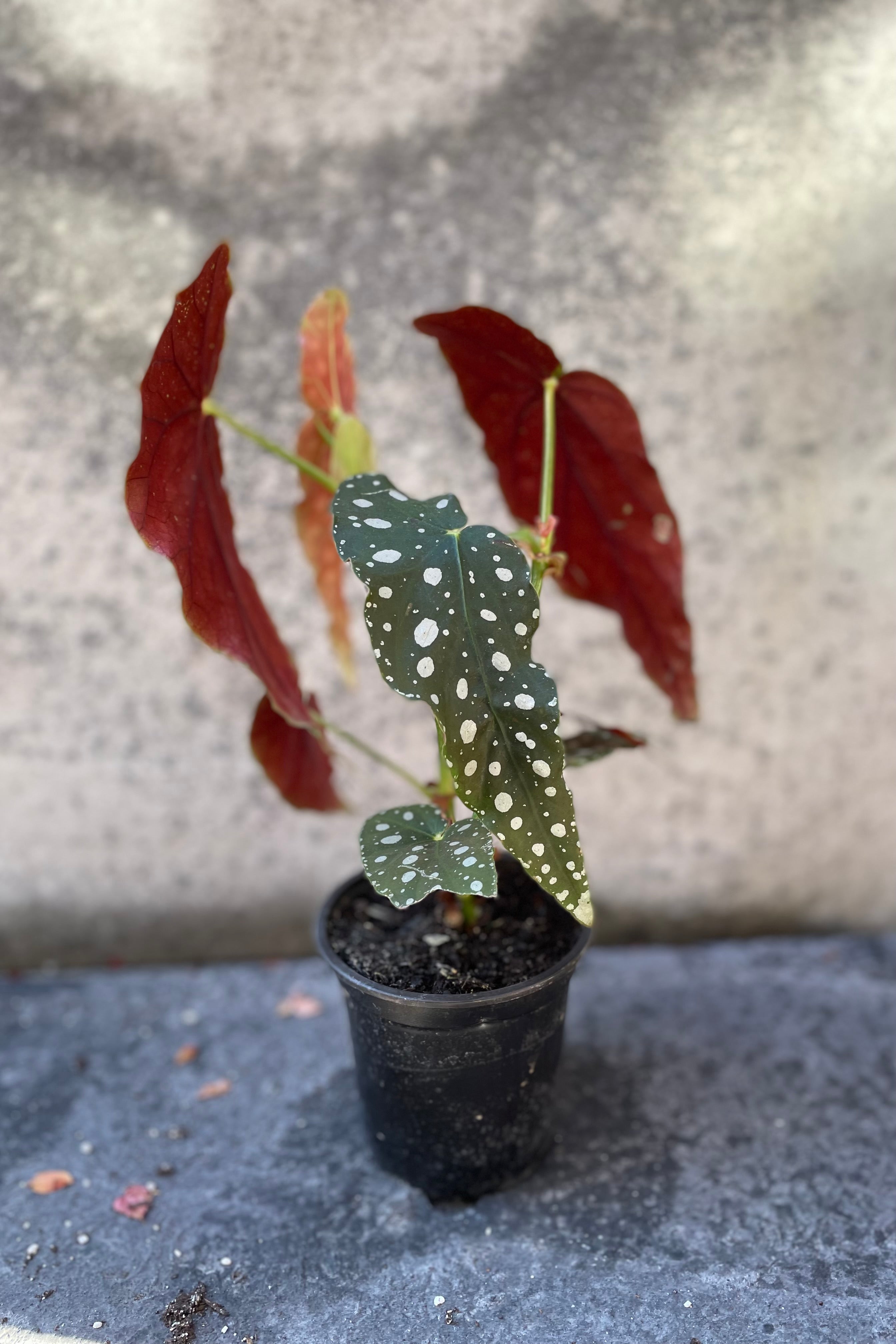 Begonia maculata 'Wightii' in grow pot in front of grey background