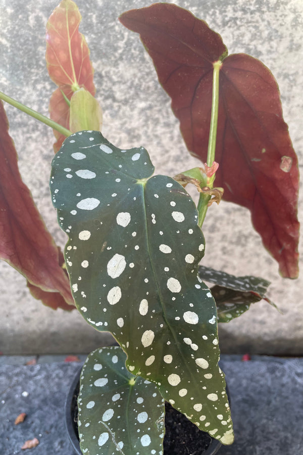 Close up of white spotted Begonia maculata 'Wightii' leaf