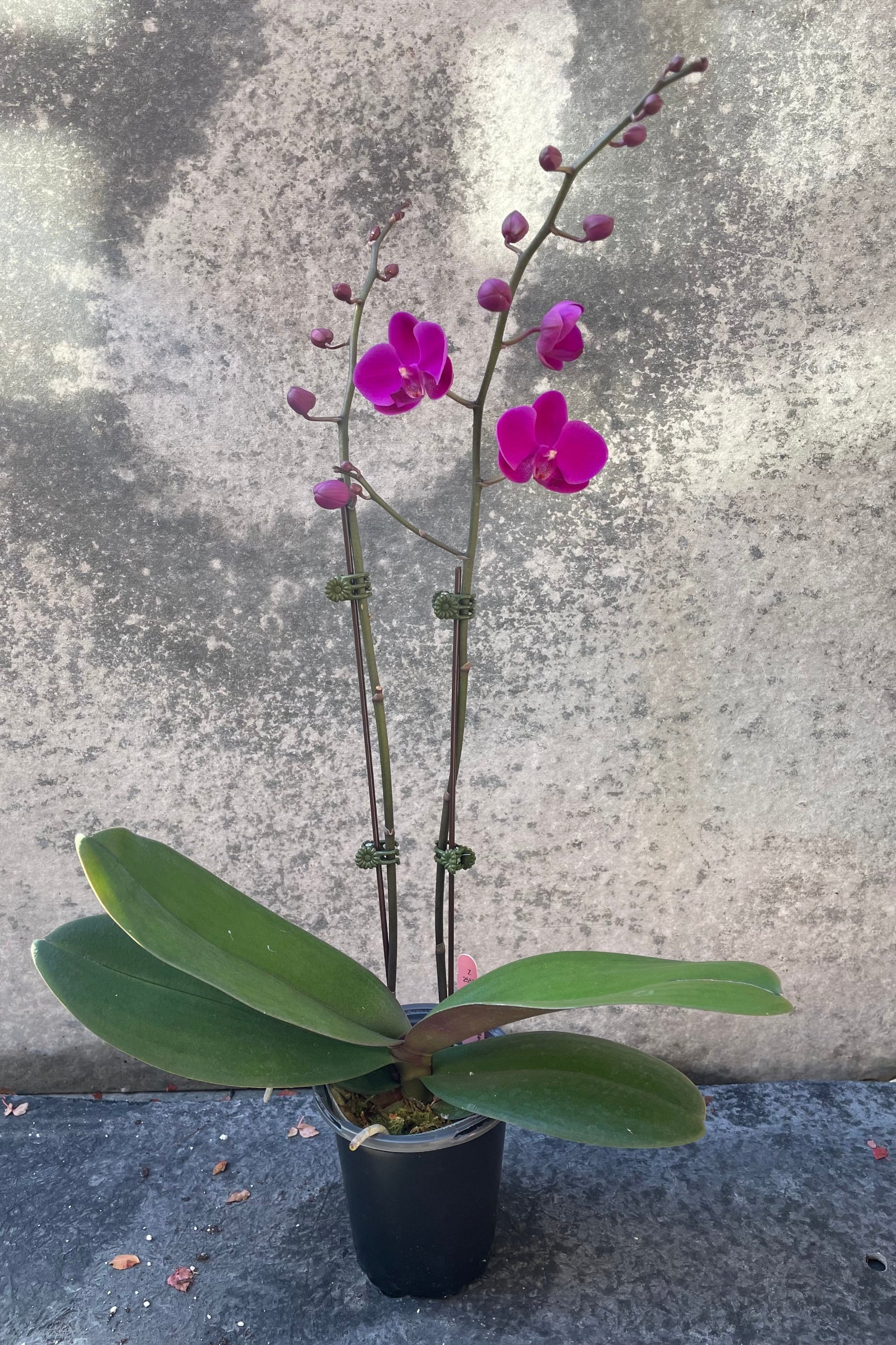 Fuschia Phalaenopsis Orchid in grow pot in front of grey background ©Sprout Home