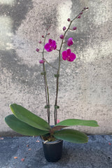 Fuschia Phalaenopsis Orchid in grow pot in front of grey background
