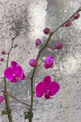 Close up of fuschia Phalaenopsis Orchid flowers in front of grey background