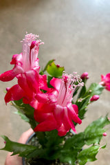 Close up of hot pink Schlumbergera "christmas cactus" flower