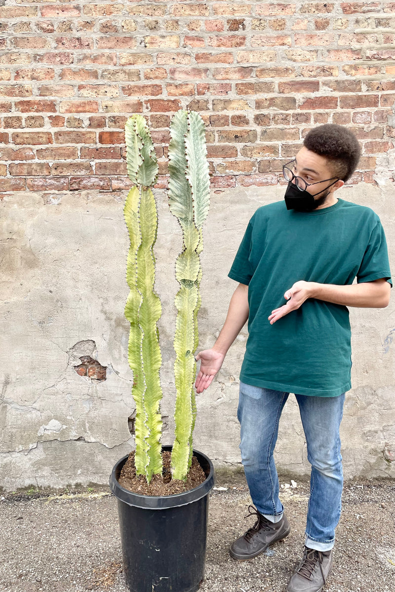 Tristen, an awesome Sprout Home crew member, showing off the impressive scale of the Euphorbia ammak 'Variegata' in a #15 growers pot against a brick wall .
