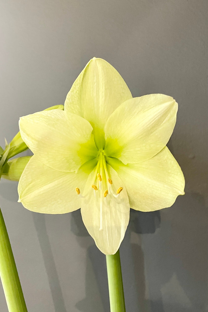 A view of a blooming Hippeastrum (Amaryllis) 'Fantasy' bulb 30/32 against gray backdrop