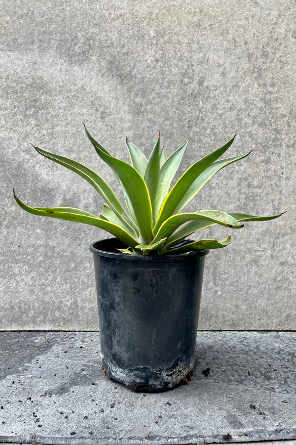 The Aloe Lurida sits beautifully in its 6" growers pot against a grey backdrop.