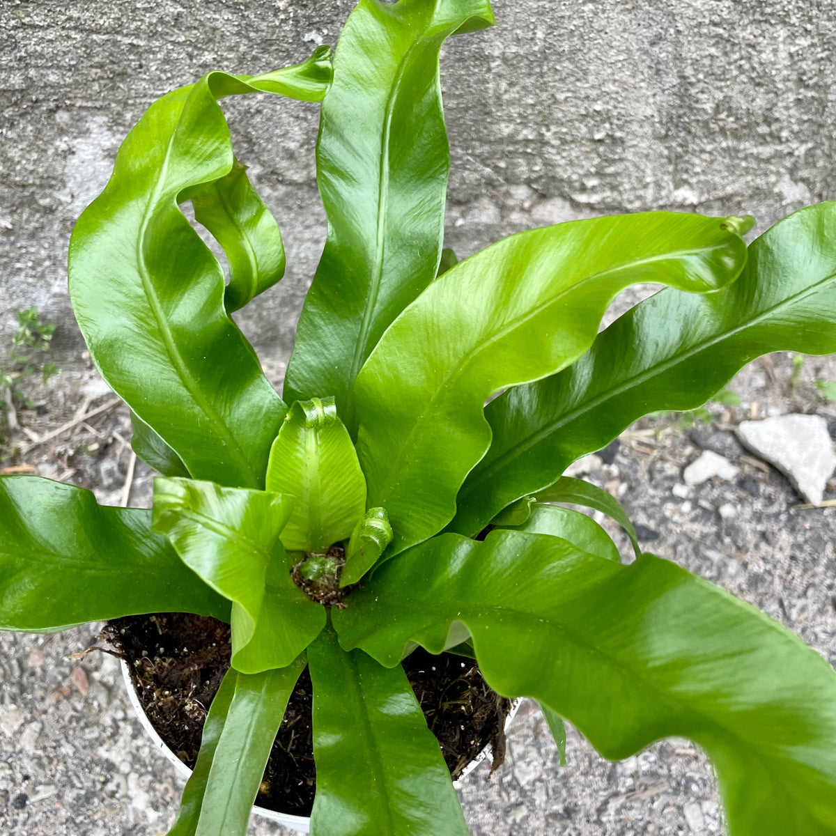 Asplenium nidus 'Crissie' 4