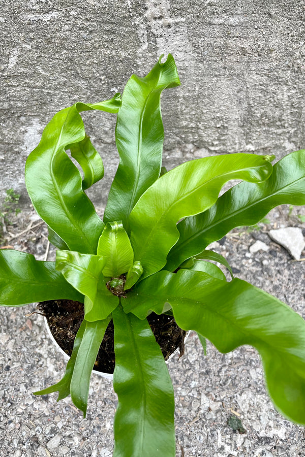 A detailed view of Asplenium nidus 'Crissie' 4" against concrete backdrop