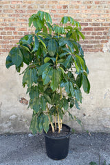 Schefflera actinophylla 'Amate' in grow pot in front of concrete and brick wall