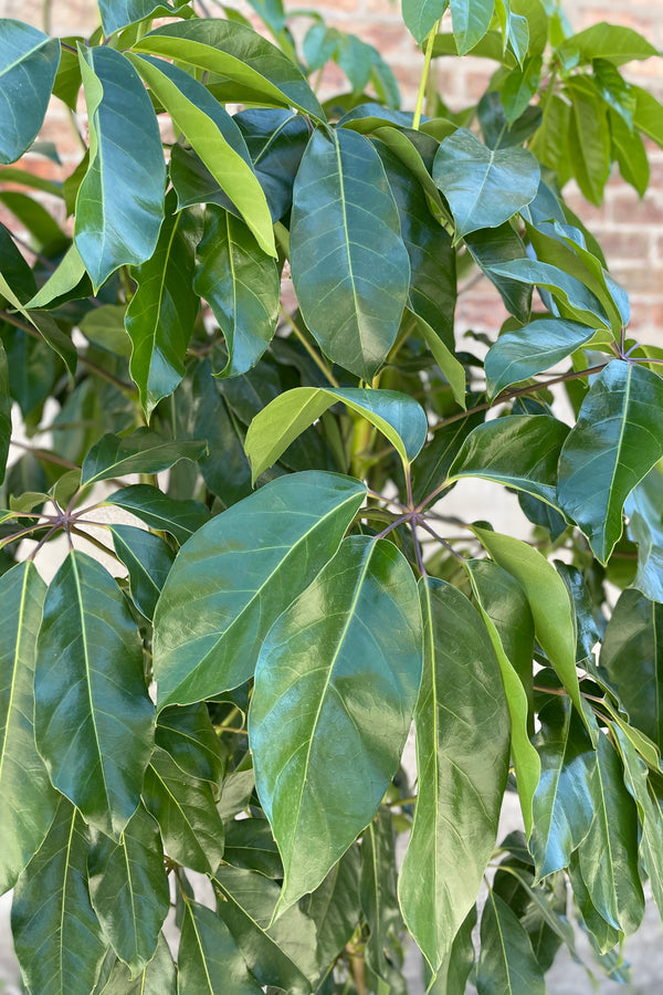 Close up of Schefflera actinophylla 'Amate' leaves