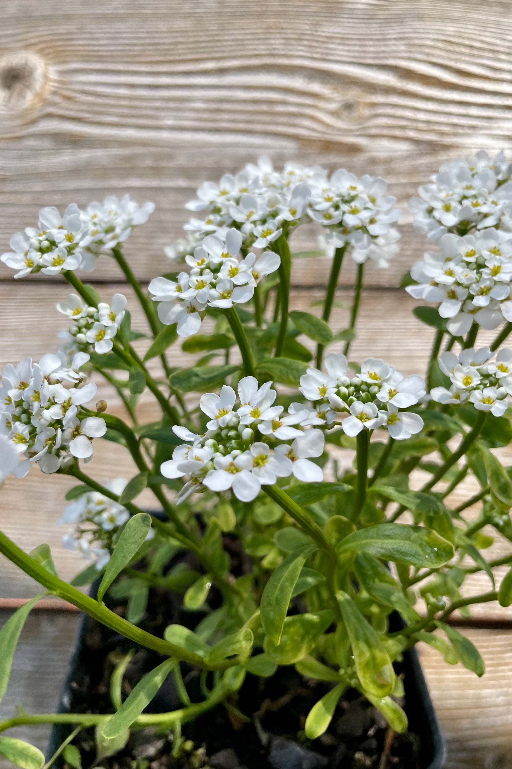 Detail picture of the cute white flowers in clusters on top of green stalks of the Iberis 'Purity' perennial in front of a wood fence at Sprout Home. ©Sprout Home