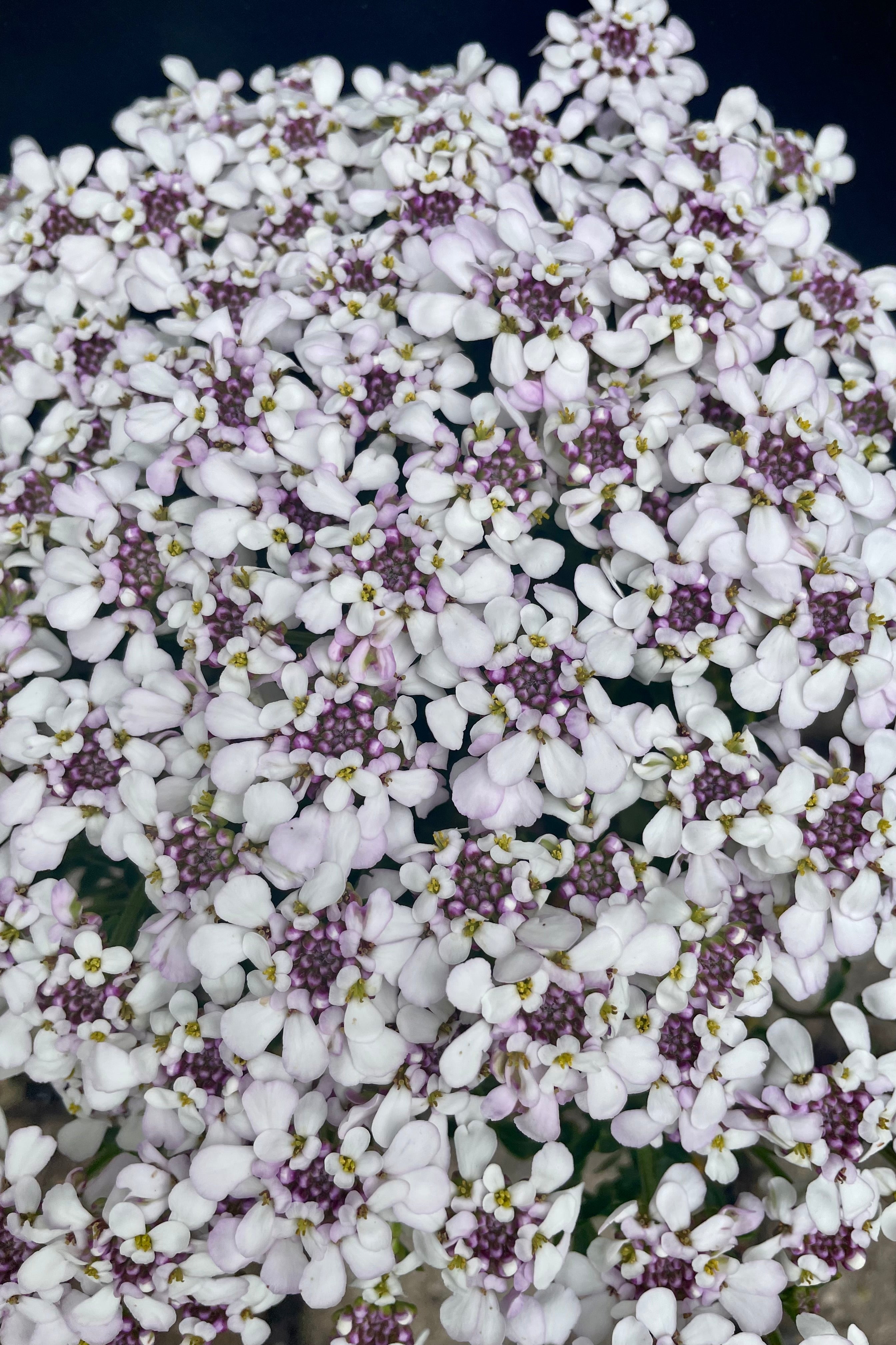 A detail picture showing the white with lilac centers flat topped blooms of the Iberis 'Pink Ice' at the end of May in the Sprout Home Yard. 