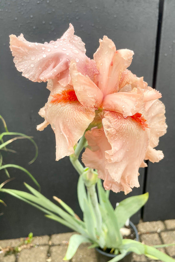 A picture of the huge pink to tangerine blooms of the Iris 'Everly Sills' against a black background.