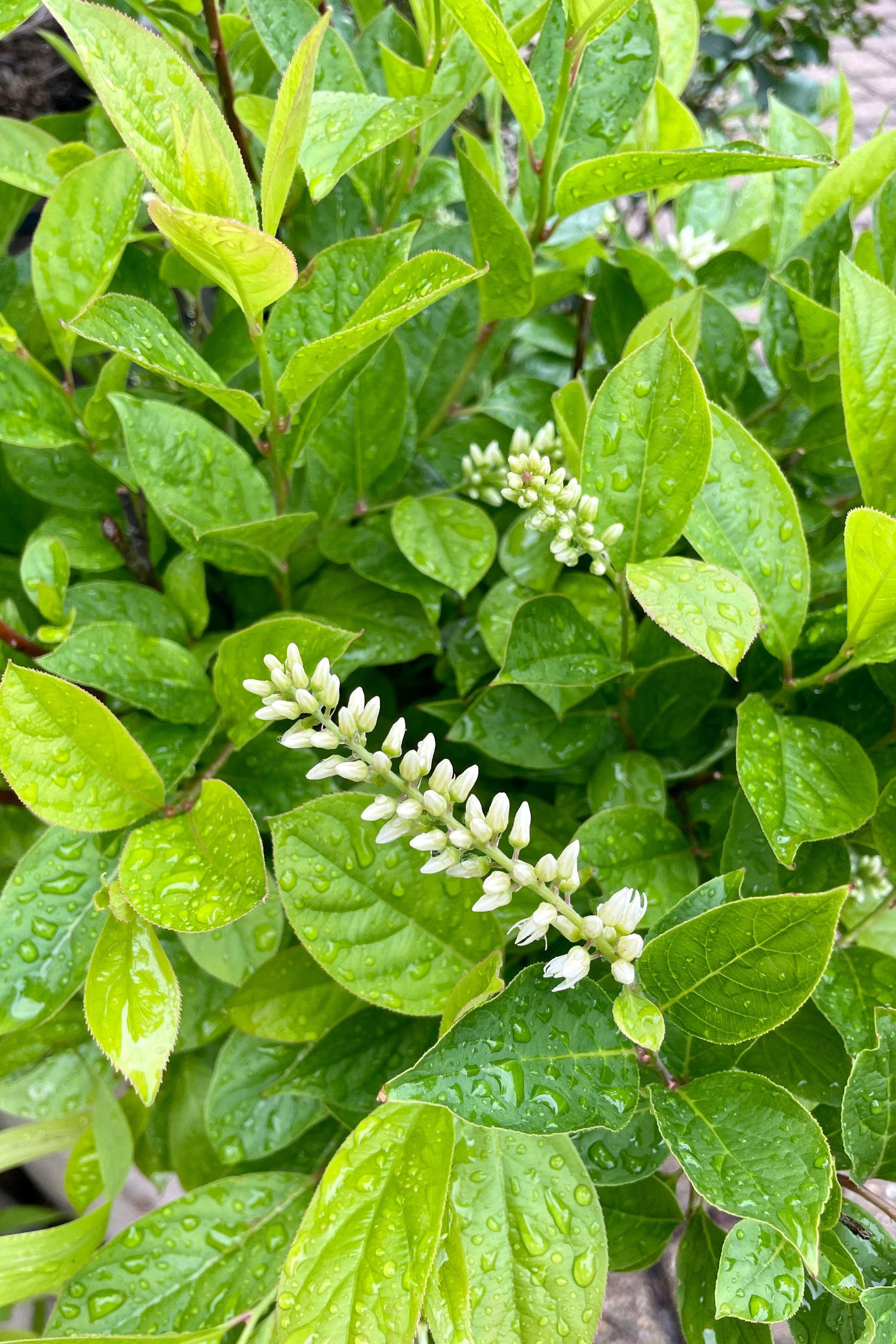 Itea 'Little Hendry' in bloom the beginning of June at Sprout Home showing the white spike flowers on top of green ovate leaves. ©Sprout Home