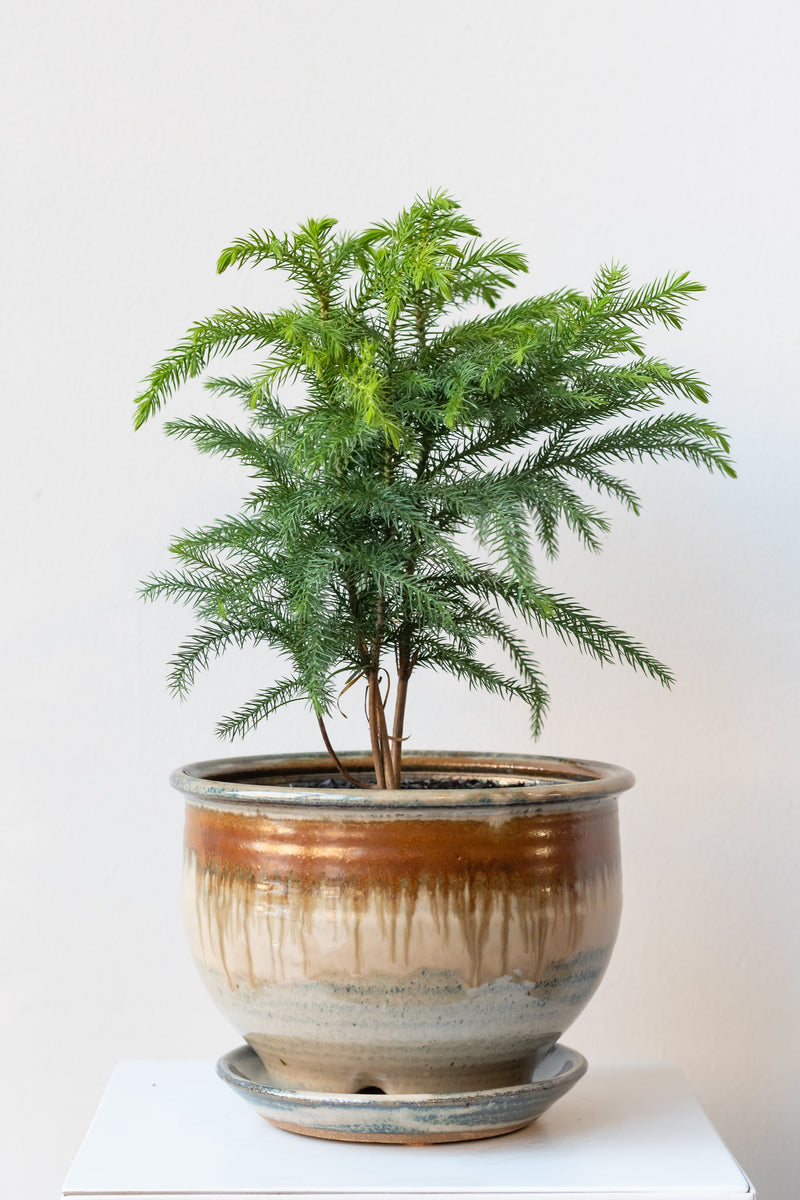 Small Norfolk Pine in 6 inch ivory and iron glazed planter in front of white background