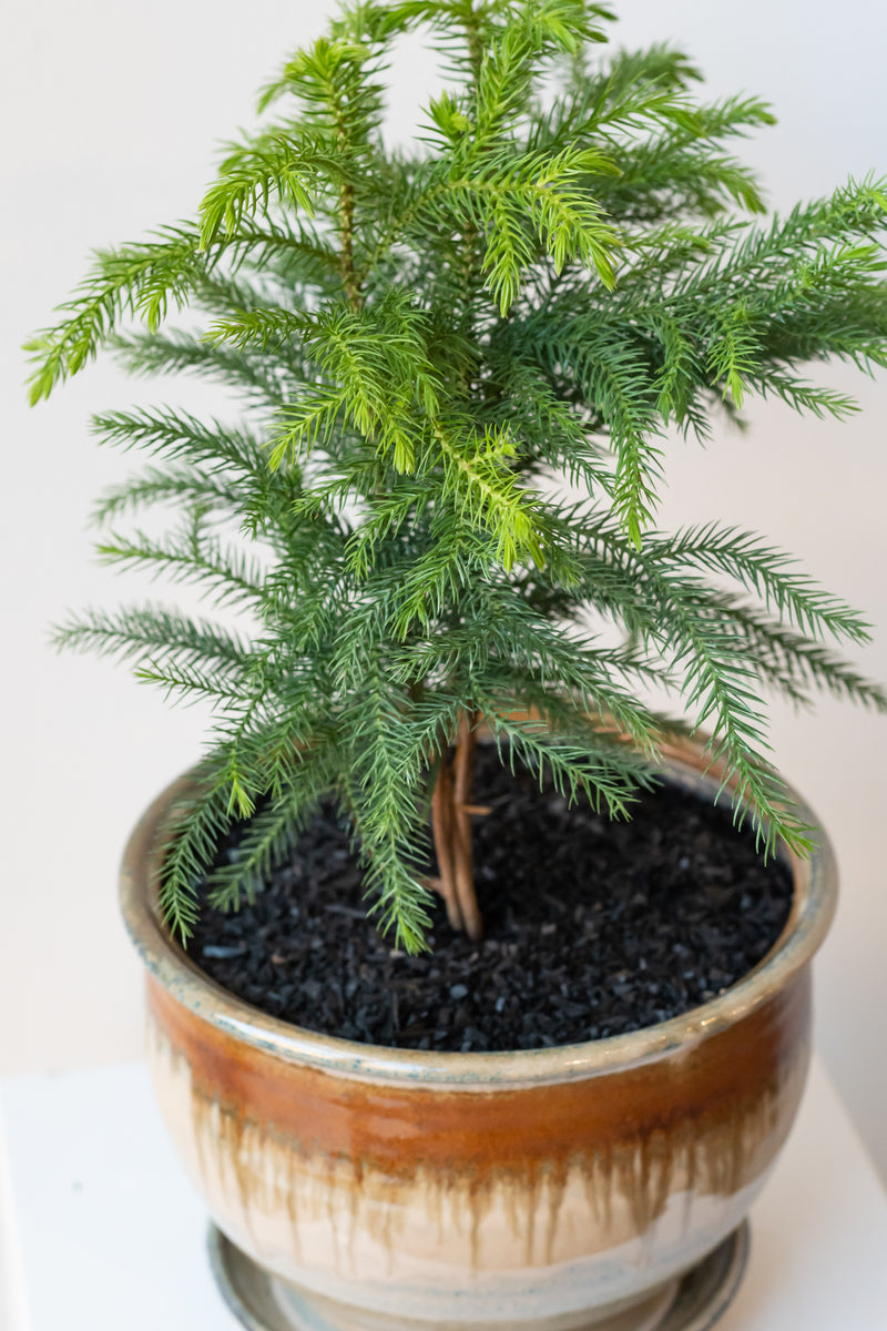 Small Norfolk Pine in 6 inch ivory and iron glazed planter in front of white background
