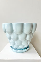 Blue Jelly Planter against a white wall.