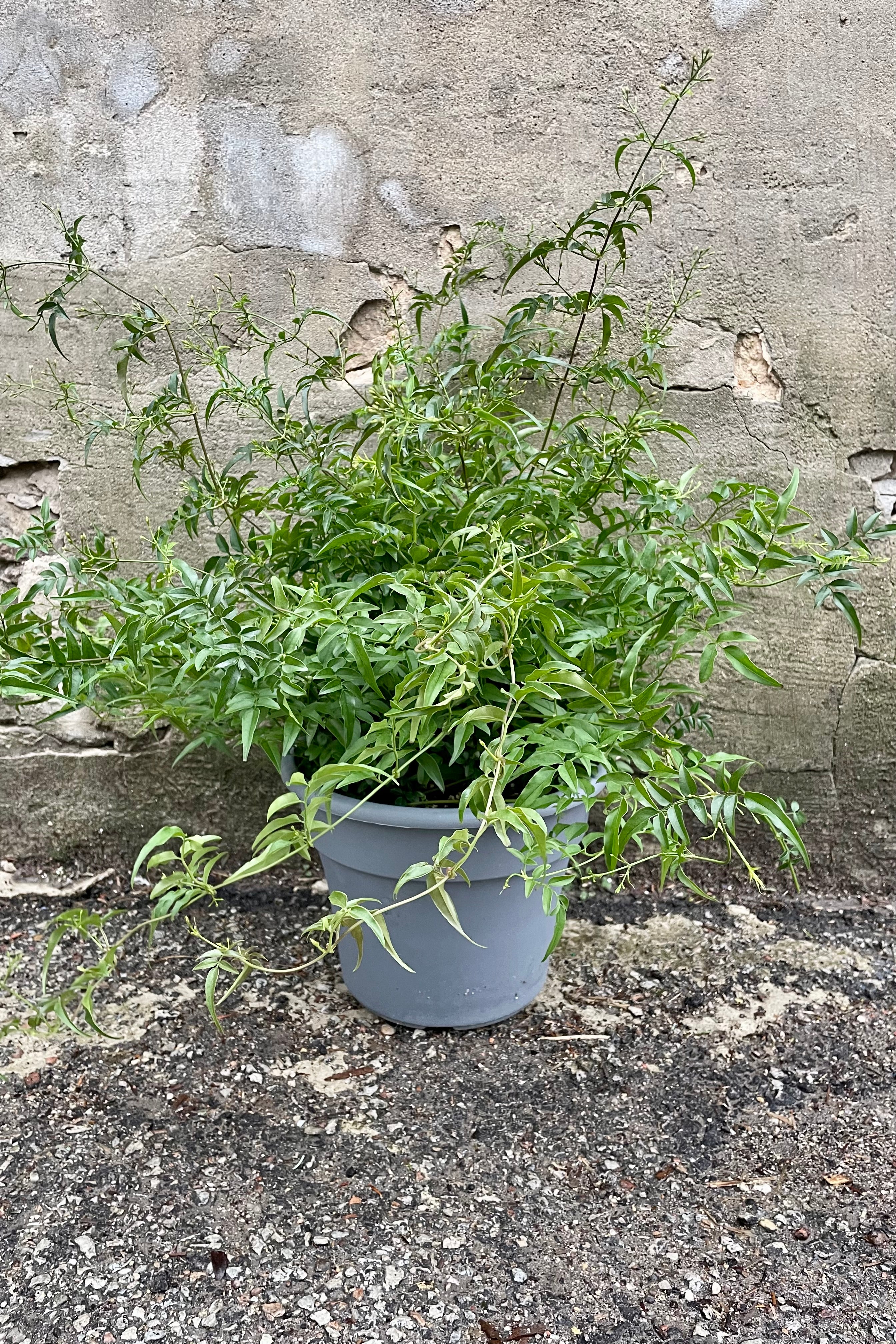 Jasmine polyanthum in a 10" growers pot against a gray concrete wall.