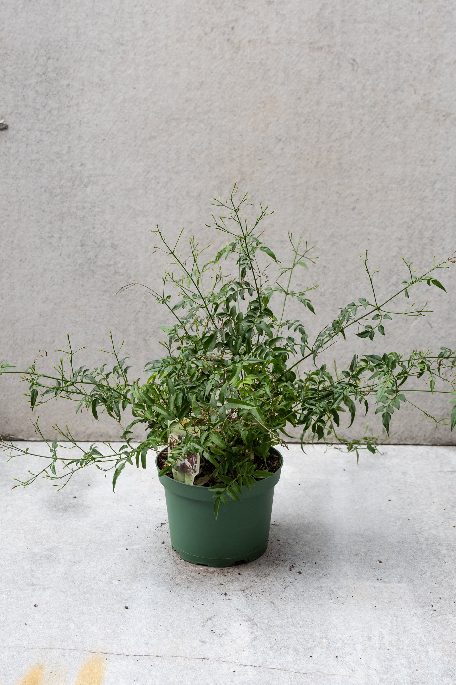 Jasmin plant not in bloom in a 6 inch growers pot against a grey wall. 