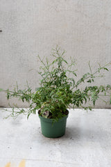 Jasmin plant not in bloom in a 6 inch growers pot against a grey wall. 
