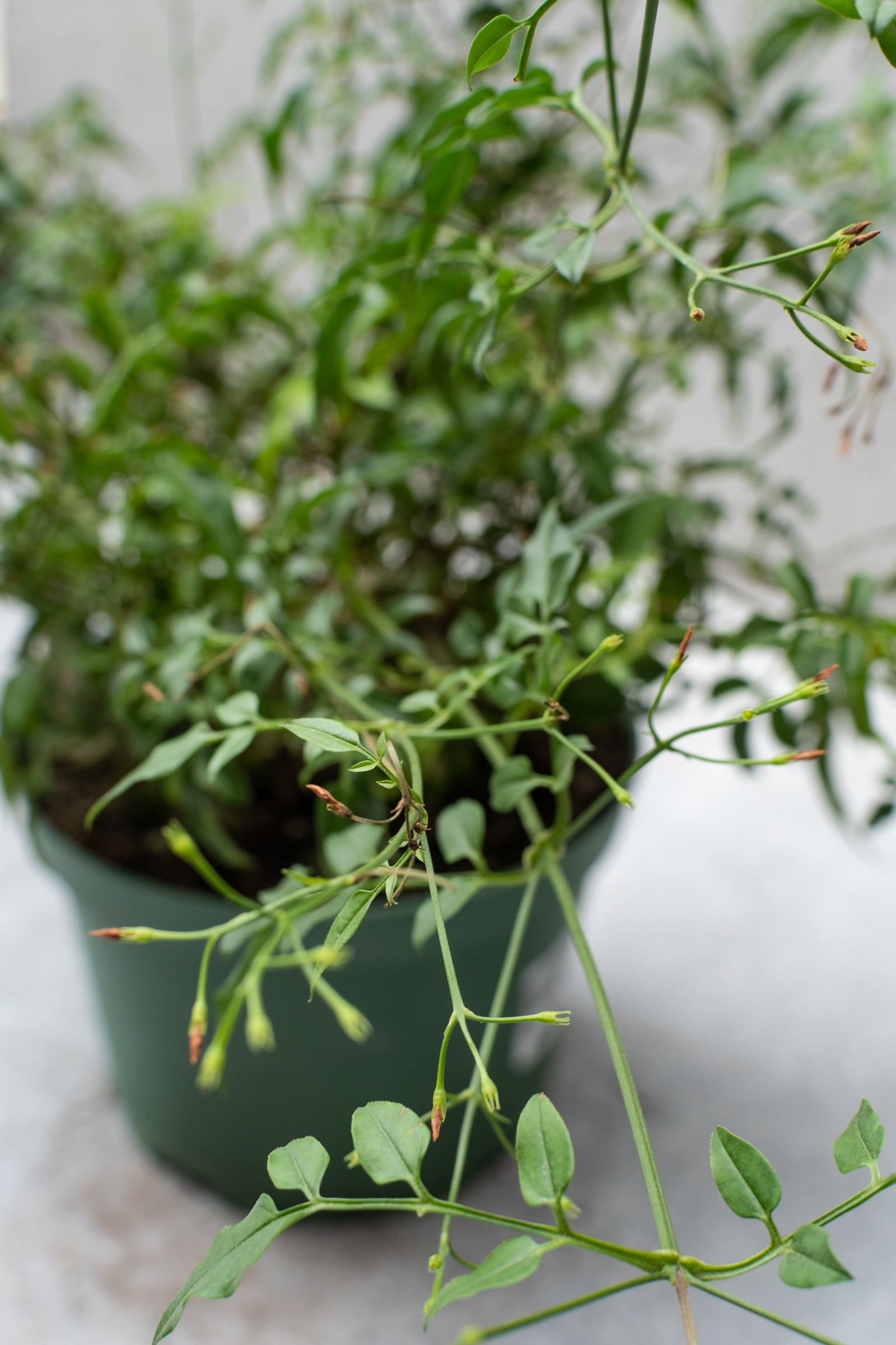 Jasminum officinale after blooming in a 6 inch pot. 