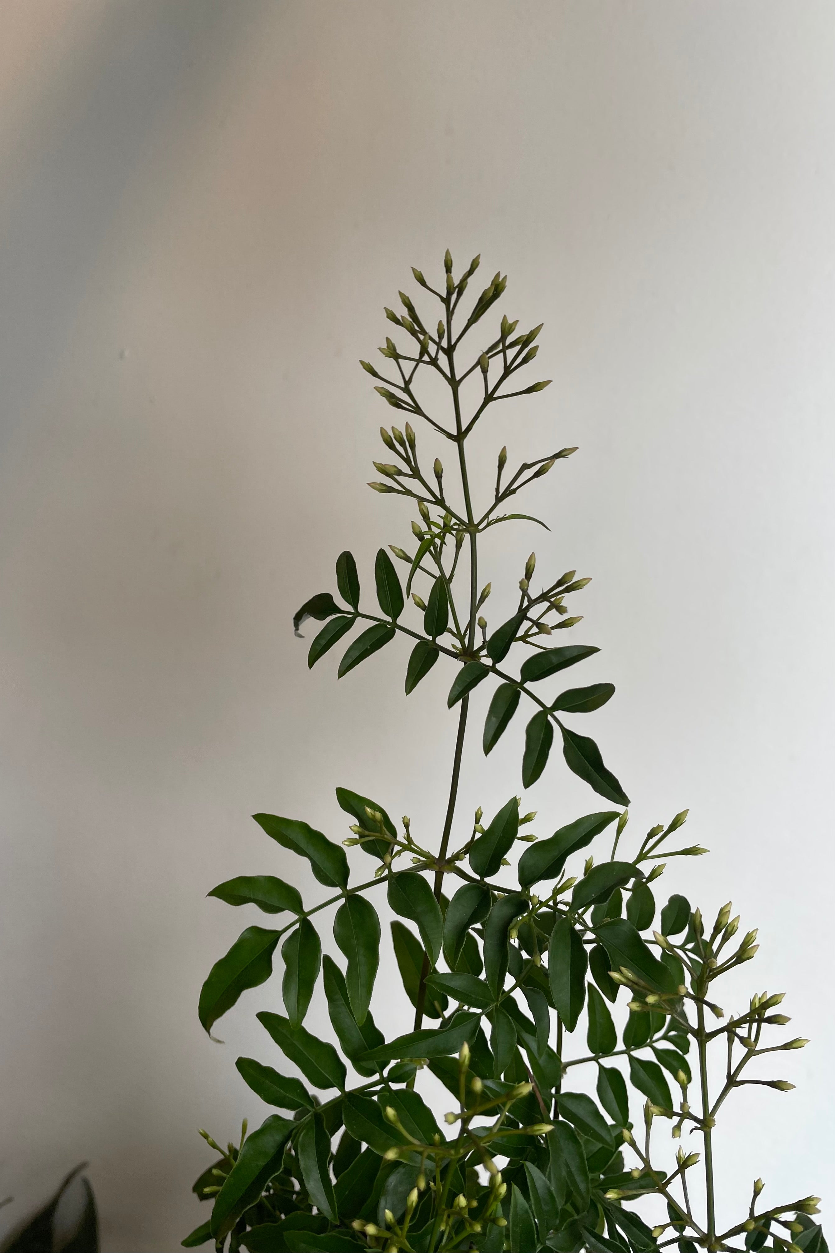 Close photo of Jasmine flower buds