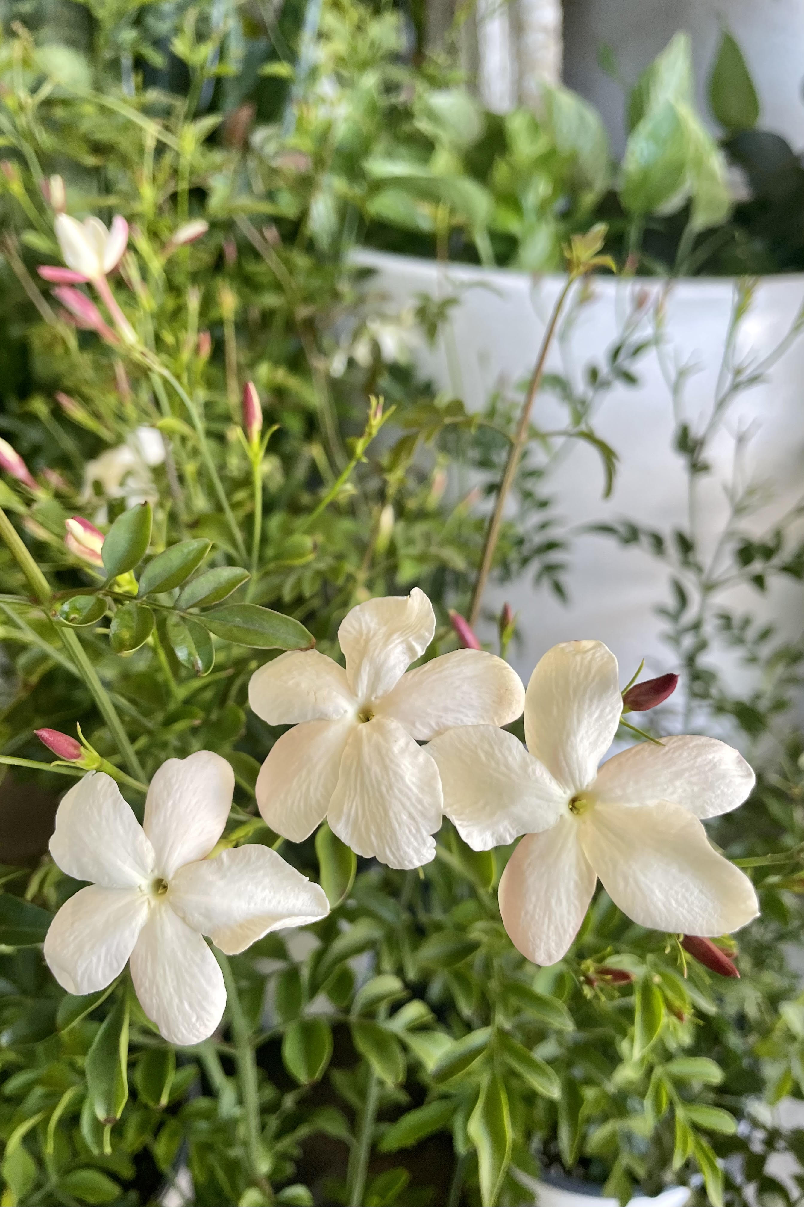 A picture of the Jasminum officinale 6" in bloom against its green foliage..