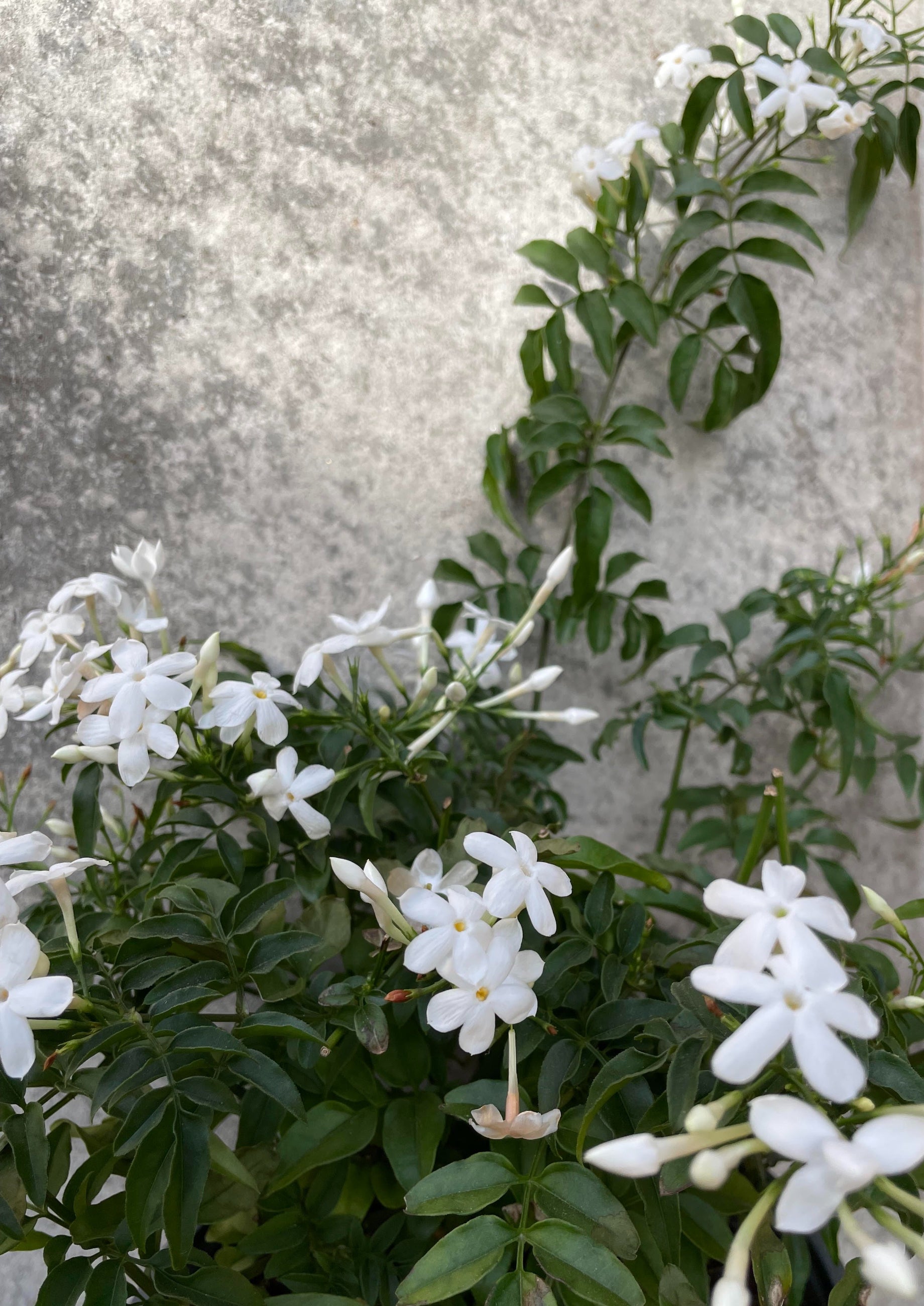 A picture of the Jasminum officinale 6" in bloom against a grey backdrop. ©Sprout Home