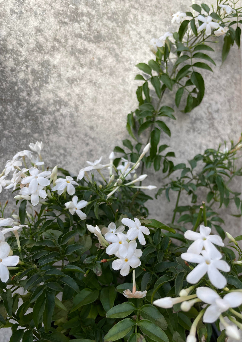 A picture of the Jasminum officinale 6" in bloom against a grey backdrop.