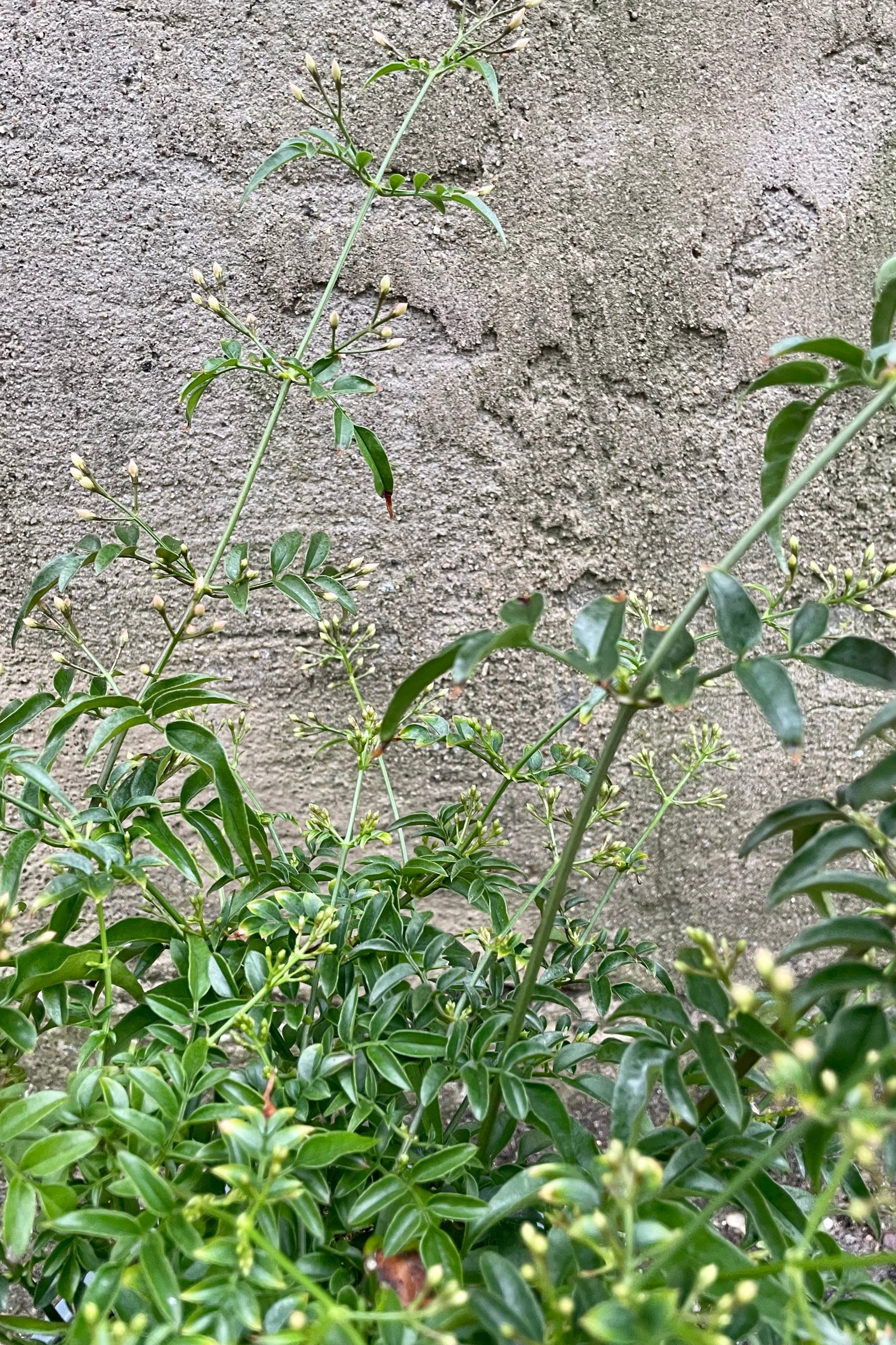 Jasminum polyanthum detail picture in bud state. ©Sprout Home