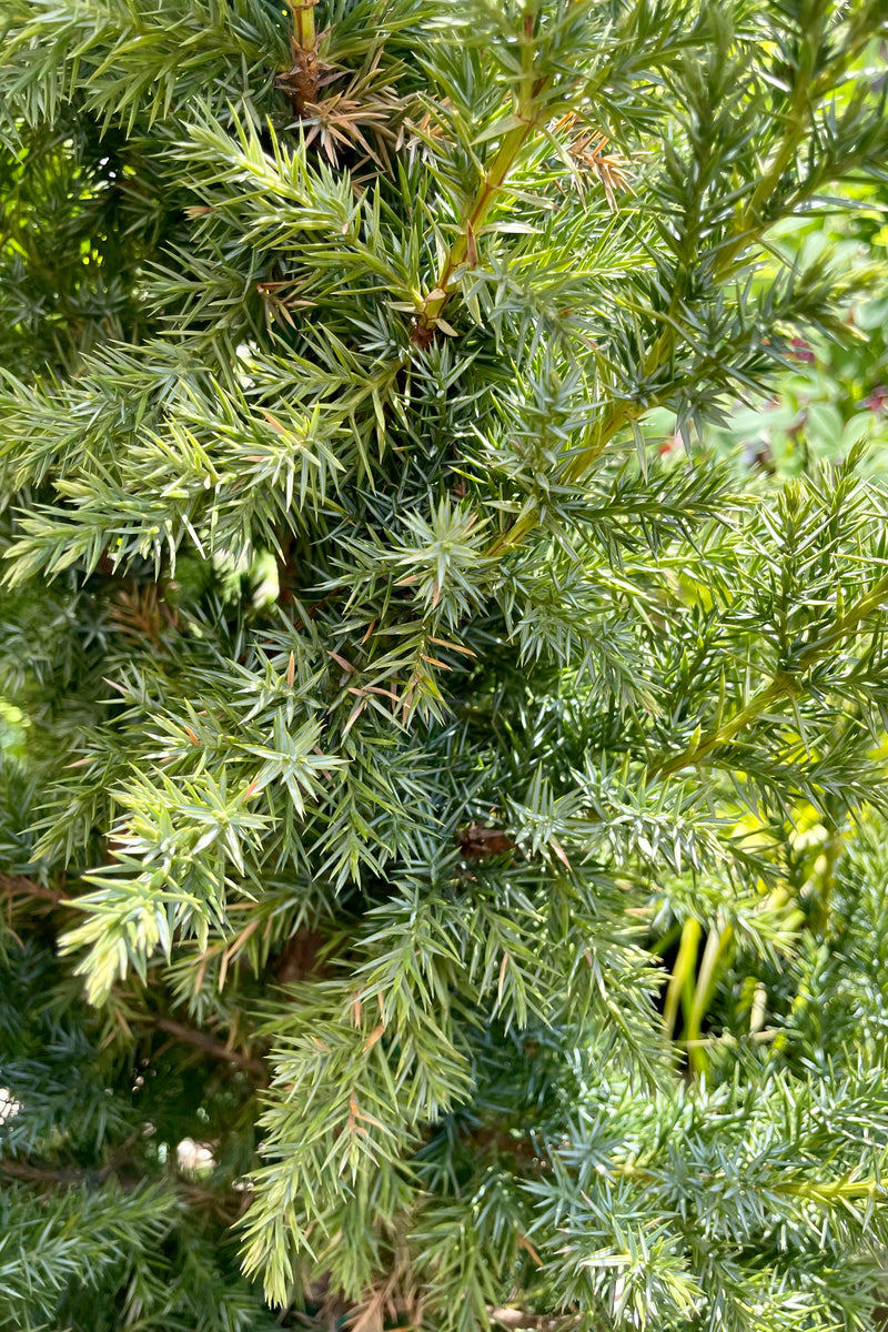A detail picture of the blue green needles of the 'Star Power' Juniper the beginning of June at Sprout Home