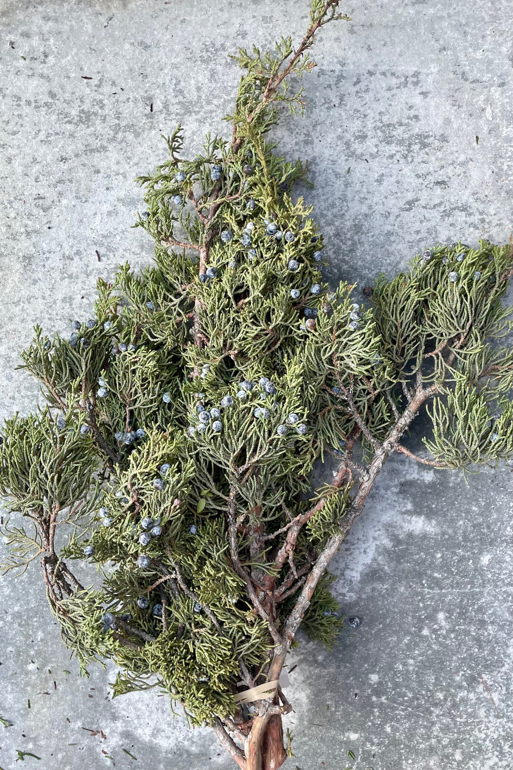 Bunch of blue berried juniper branches on a grey wall. ©Sprout Home