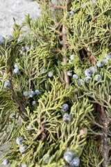 Detail picture of blue berried juniper branches.