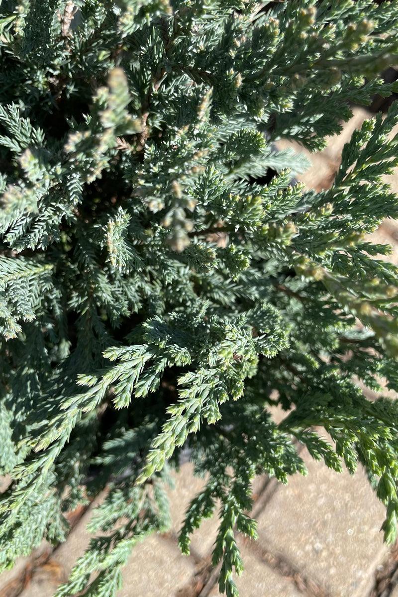 A detail picture of the blue green soft needle like foliage of 'Blue Chip' Juniper is April.