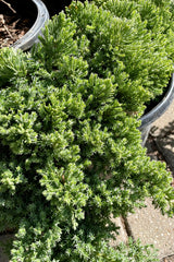 Detail of the low mounding evergreen needles of the Juniper 'Nana' in April. 