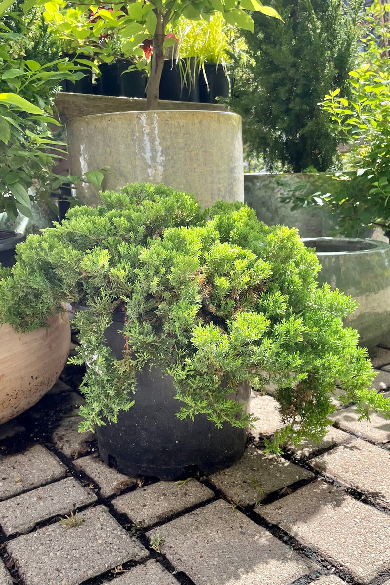 The #3 container of Juniperus 'Nana' shrub showing the short blue green needles on trailing limbs surrounded buy other nursery stock at Sprout Home the beginning of June. 