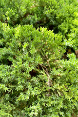 A close up shot of the green short needles of the Juniperus 'Nana' shrub the beginning of June at Sprout Home
