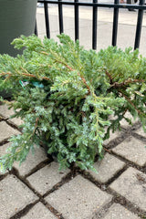 Juniperus 'Blue Carpet' in a #1 pot sitting on the ground showing the overlapping blue-green needles branches the end of July at Sprout Home.