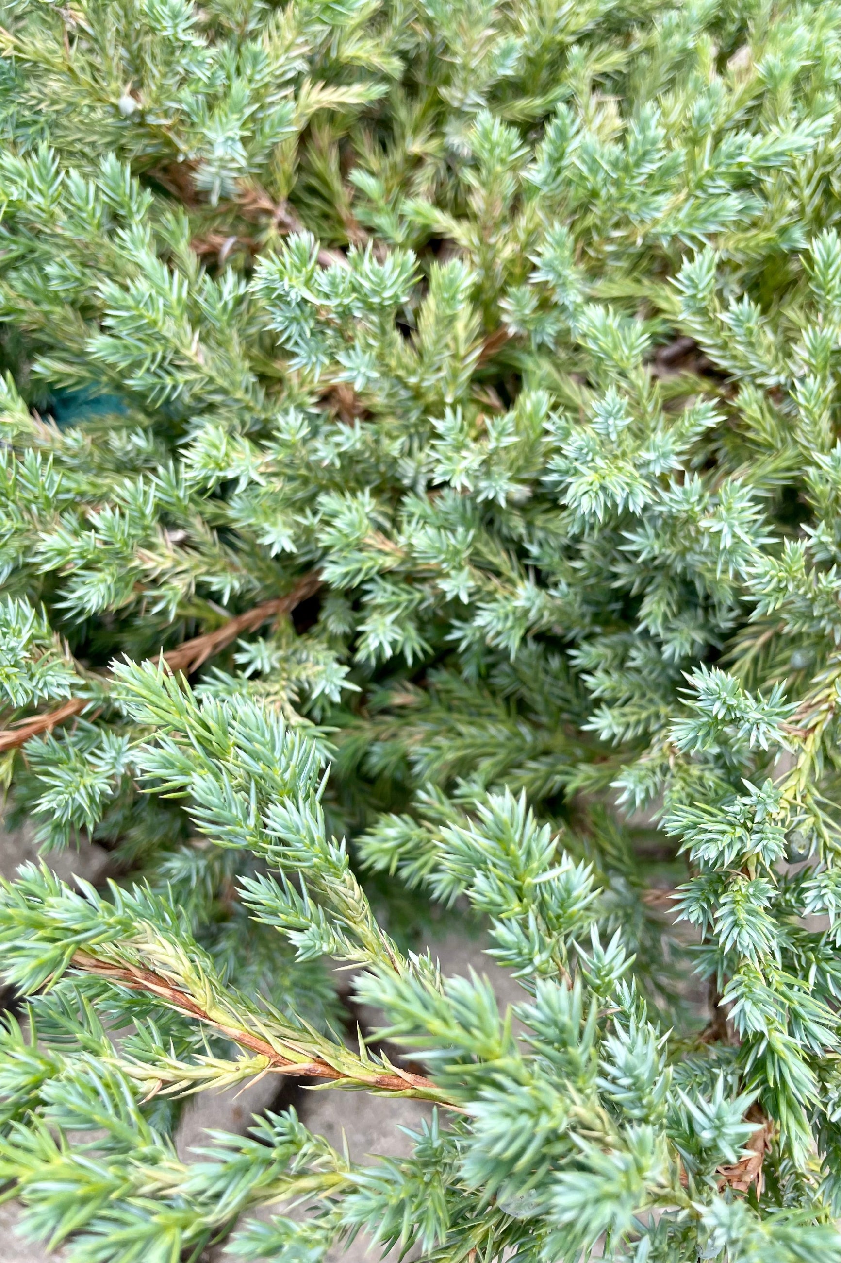 'Blue Carpet' Juniper up close showing the blanket of blue green overlapping needles the end of July at Sprout Home. ©Sprout Home