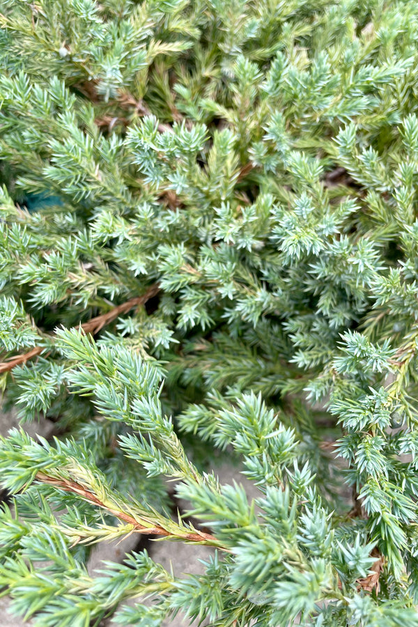 'Blue Carpet' Juniper up close showing the blanket of blue green overlapping needles the end of July at Sprout Home.
